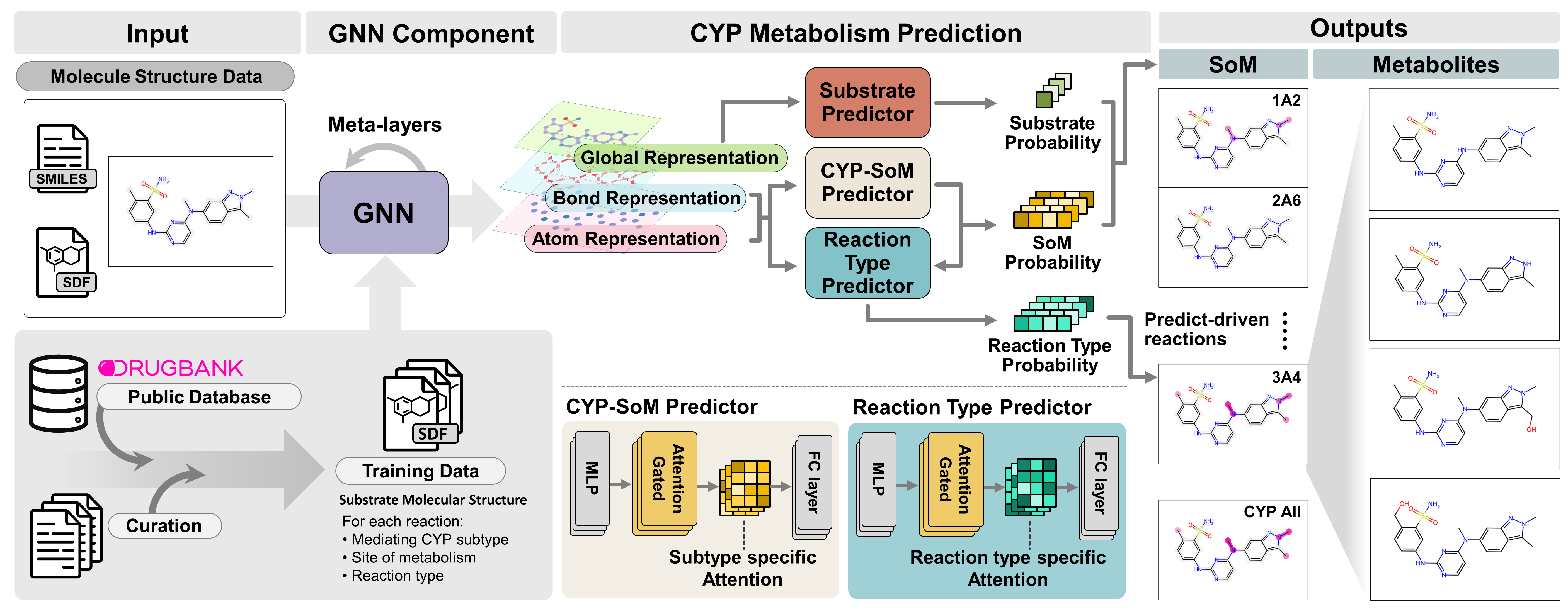 CYP Metabolism Illustration